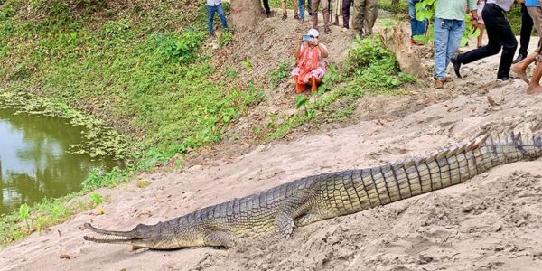 রাজশাহীতে দেশের প্রথম ঘড়িয়াল প্রজনন কেন্দ্র